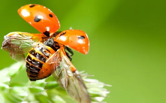 ladybird