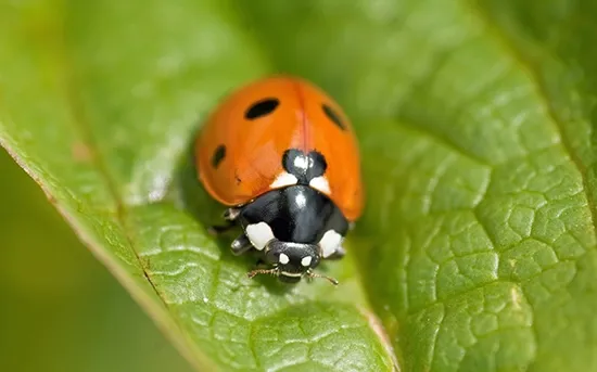 ladybug color