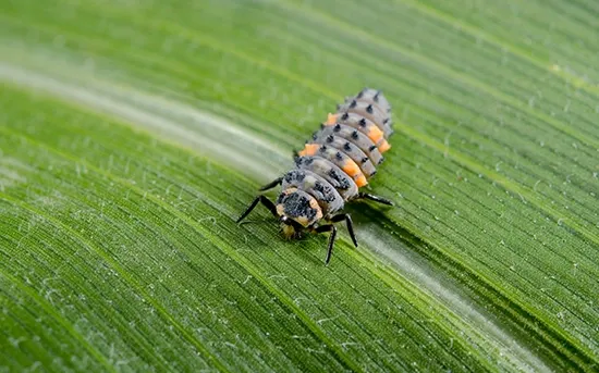 ladybug larvae