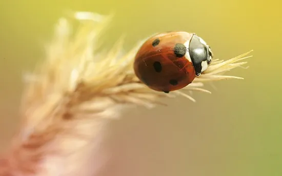 ladybug