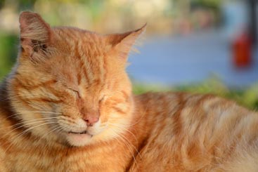 Learn About Feline Cytauxzoonosis (Bobcat Fever)