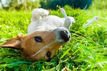 Nontoxic Alternatives to Chemical Preventives