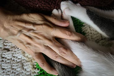 Almost 1,700 Pet Deaths From a Flea/Tick Collar