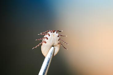 The Use of Tick Boxes May Harm Wildlife