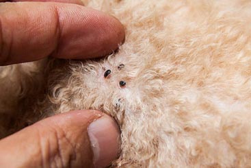 Try This Kitchen Staple on Your Pet to Nix Fleas