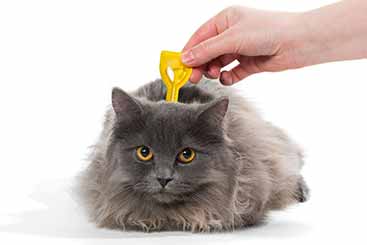 Never Treat Fleas or Ticks With This