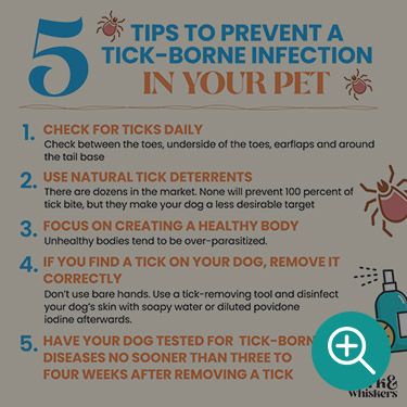 5 Tips to Prevent a Tick-Borne Infection In Your Pet