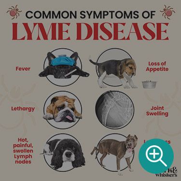 Common Symptoms of Lyme Disease