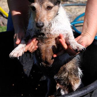 dog foot bath
