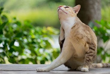 Know More About Feline Tick-Borne Diseases