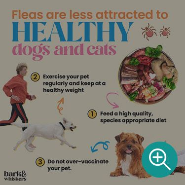 Fleas Are Less Attracted to Healthy Dogs and Cats