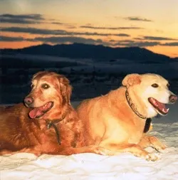 "Nice beach, where's the ocean?" - Goldie & Nimbus, White Sands National Park, New Mexico