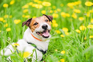 How Herbal Pest Repellents Can Benefit Your Pets