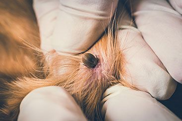 Lyme Disease in Pets: What You Need to Know