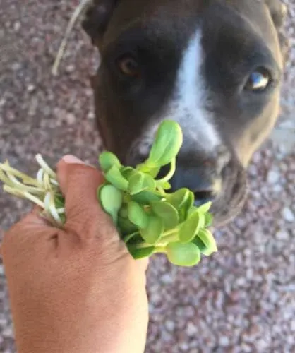 Dr. Becker's dog Violet