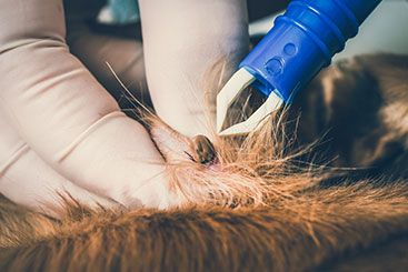 Reducing Your Dog’s Risk of Tick-Borne Infection