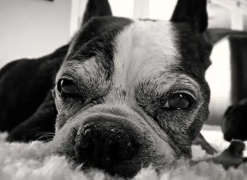 Rosco the Boston Terrier