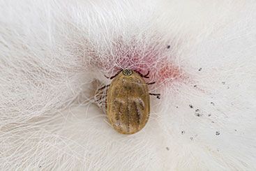 The Lowdown on Tick Bite Paralysis