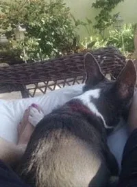 toaster doggie soul mate