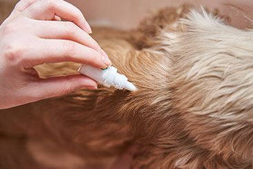 Beware of Potentially Toxic Flea/Tick Preventives