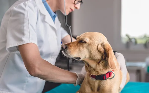 veterinarian examining dog