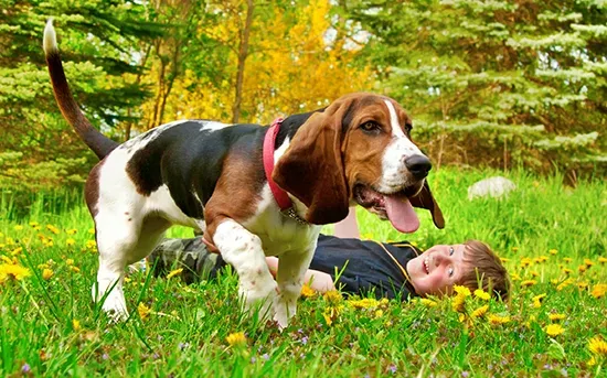 basset hound