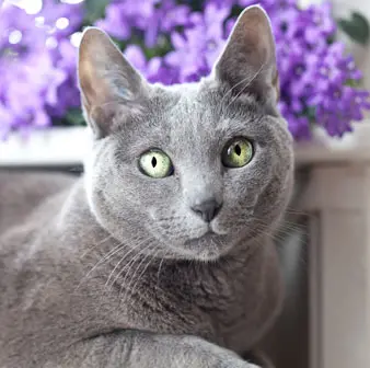 Healthy Russian Blue Cat