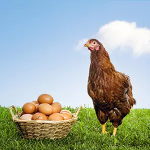 humble egg