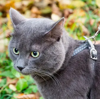 Russian Blue Cat Breed