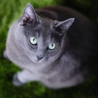 Russian Blue cat