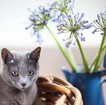 Russian Blue Kitty