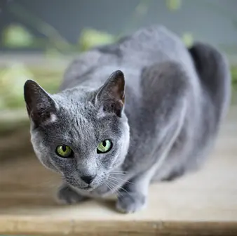 Russian Blue