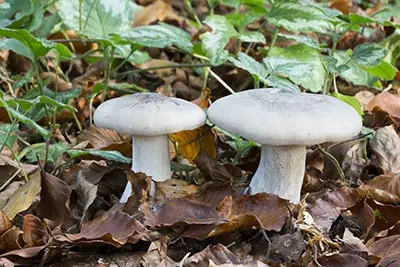 Clitocybe Mushroom