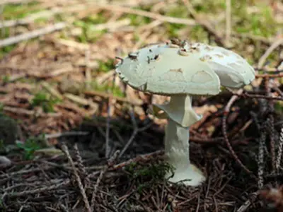 Death Cap Mushroom