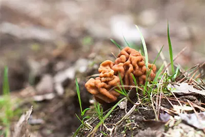 False Morel Mushroom
