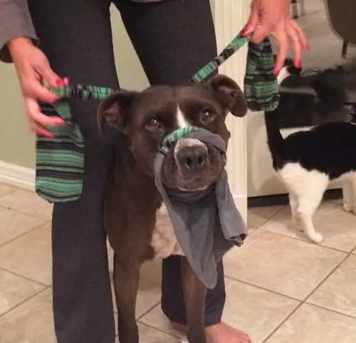 homemade muzzle step 4