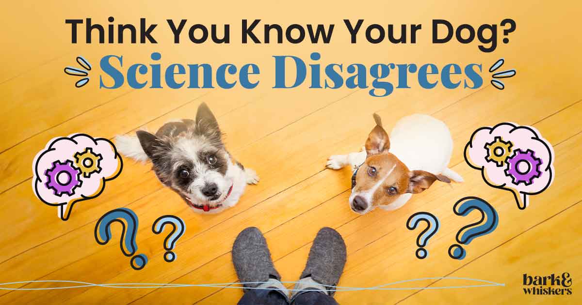 Why Some Dogs Enjoy It and Others Do Not