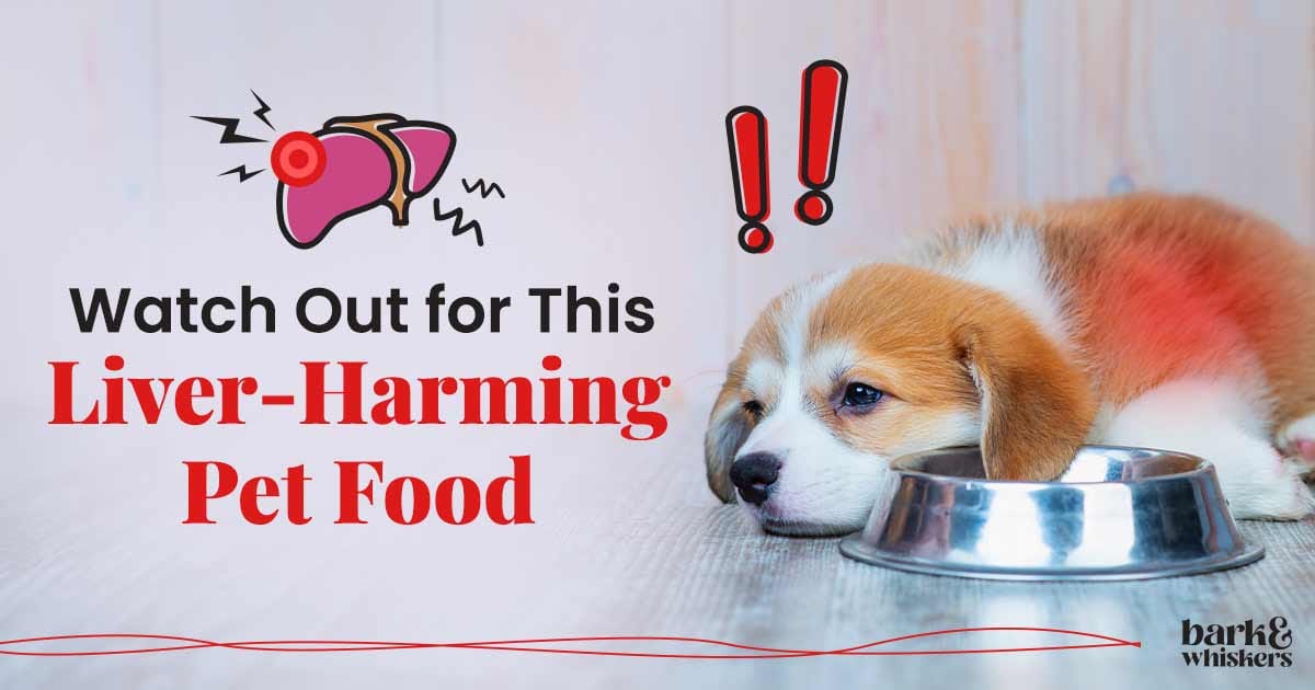 glutathione deficiency dogs 9 Ways To Boost In Chronic Active Hepatitis in Dogs: