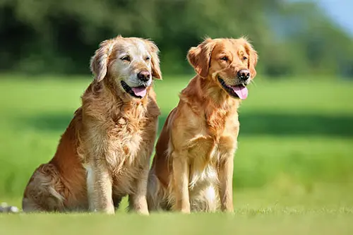 adult golden retrievers