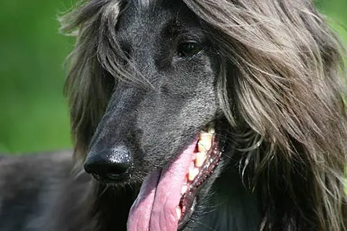 afghan dog breed