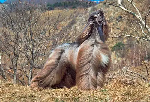 afghan dog