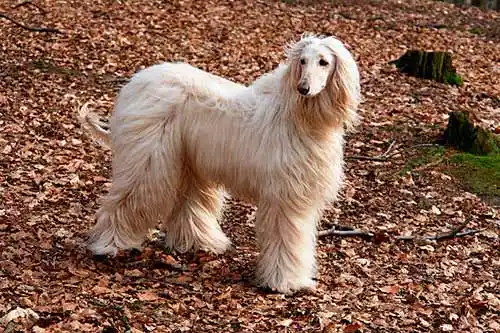 afghan hound coat