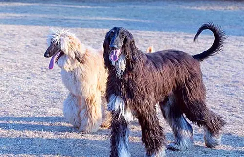 afghan hound not dumb