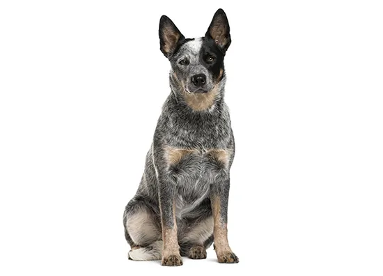 Australian Cattle Dog
