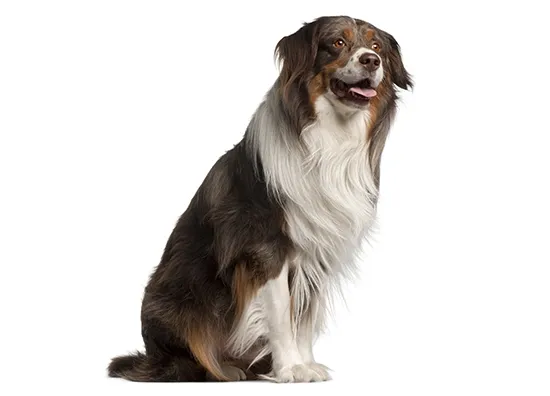 Australian Shepherd