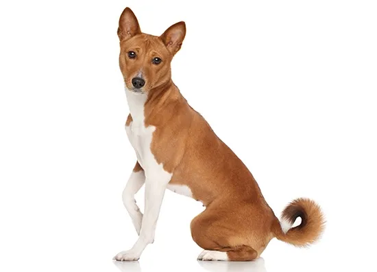 Basenji