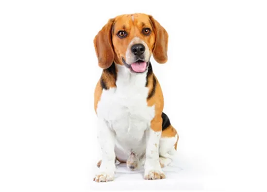 Beagle
