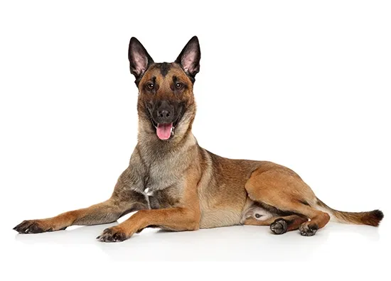 Belgian Malinois