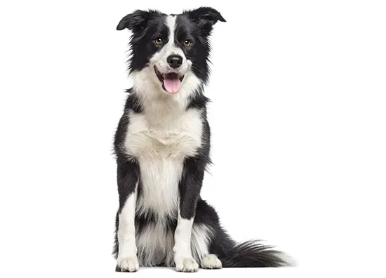 Border Collie