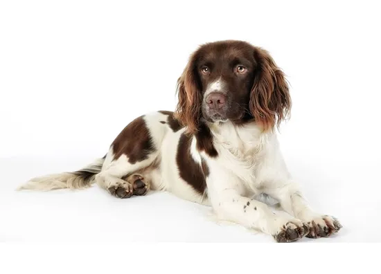 English Springer Spaniel